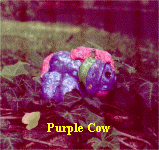 purplecow.jpg (225862 bytes)